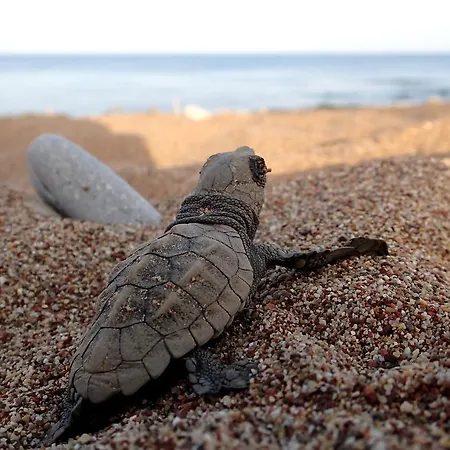 Zakynthos (adults Only) Hotel